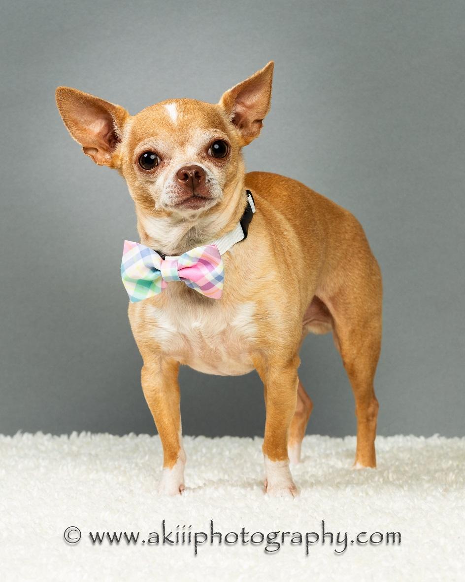 Enlarge Patrick - Experienced Adopter Recommended, a ADOPTABLE Chihuahua in Plano, TX image 1/6