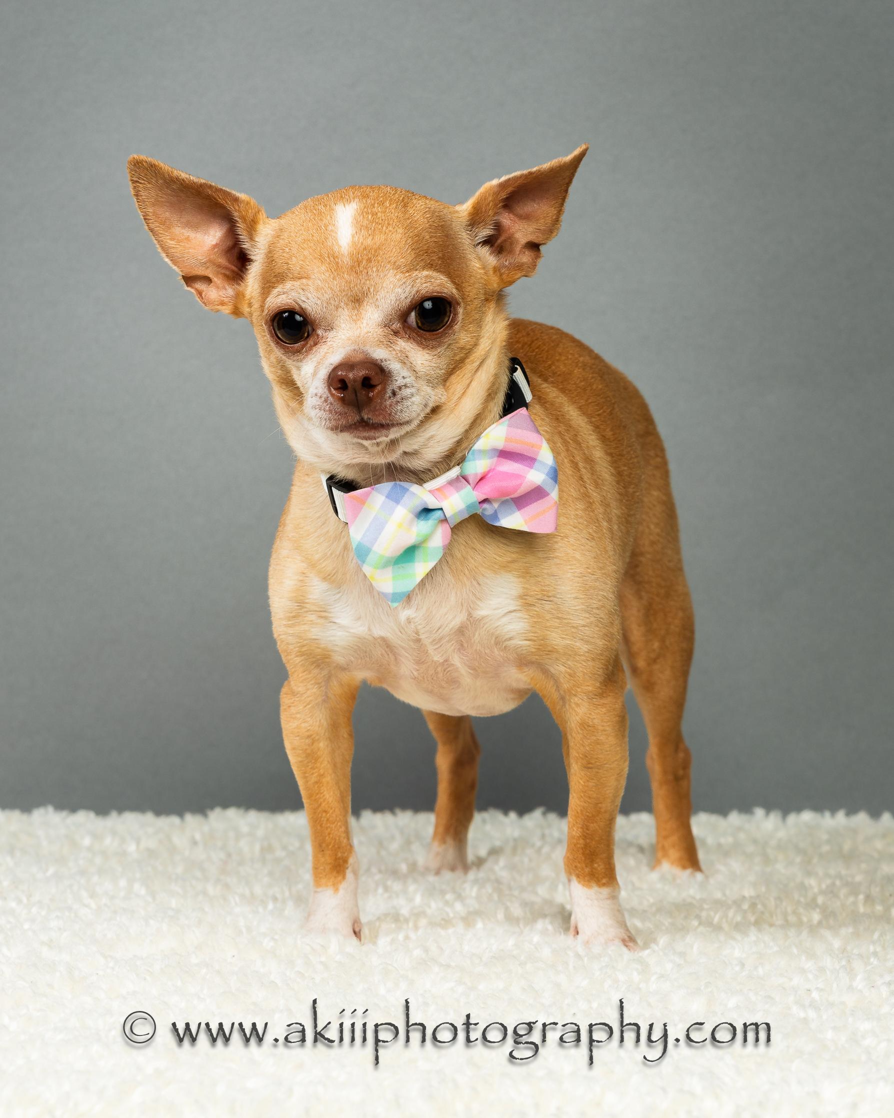 Enlarge Patrick - Experienced Adopter Recommended, a ADOPTABLE Chihuahua in Plano, TX image 5/6