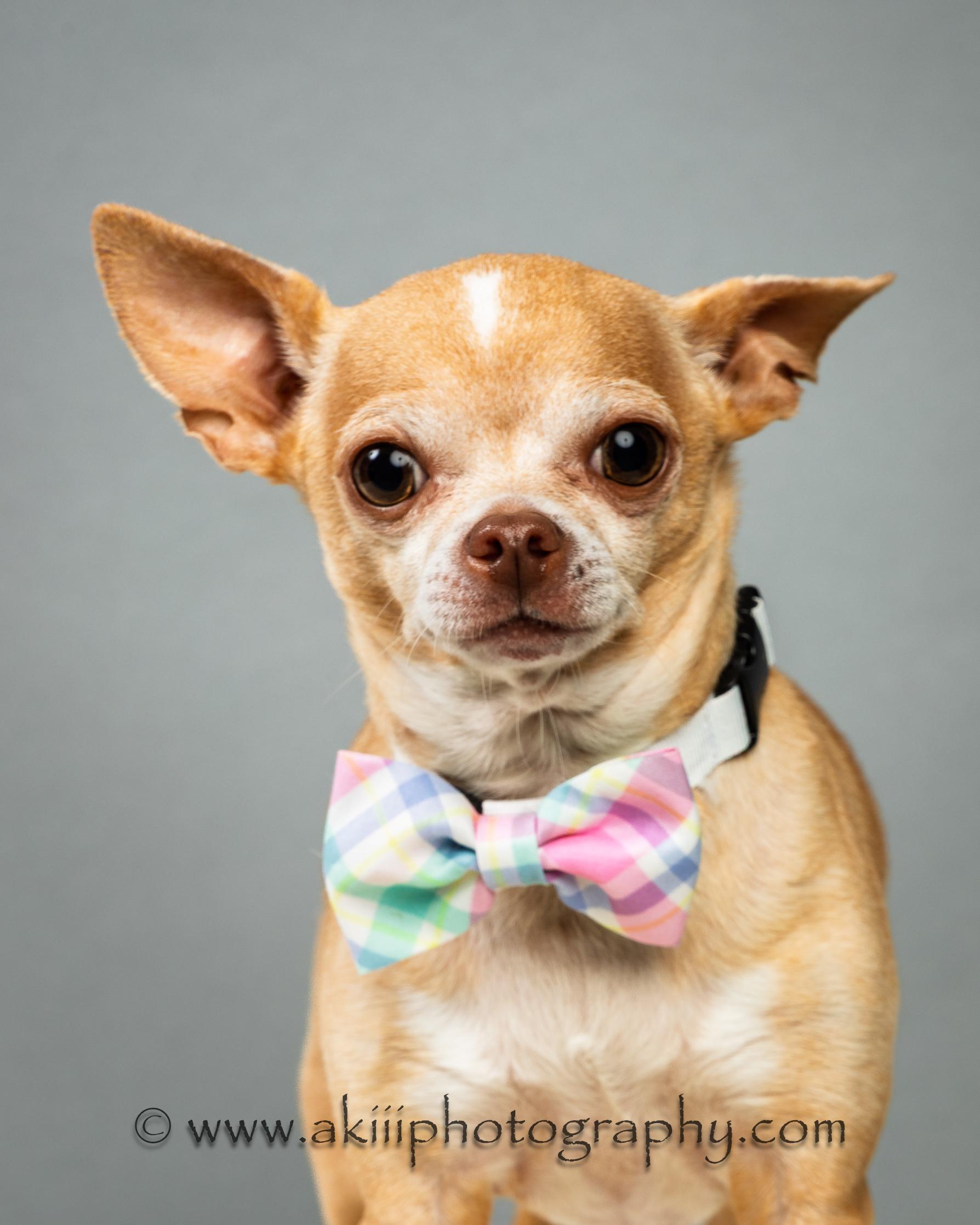 Enlarge Patrick - Experienced Adopter Recommended, a ADOPTABLE Chihuahua in Plano, TX image 2/6