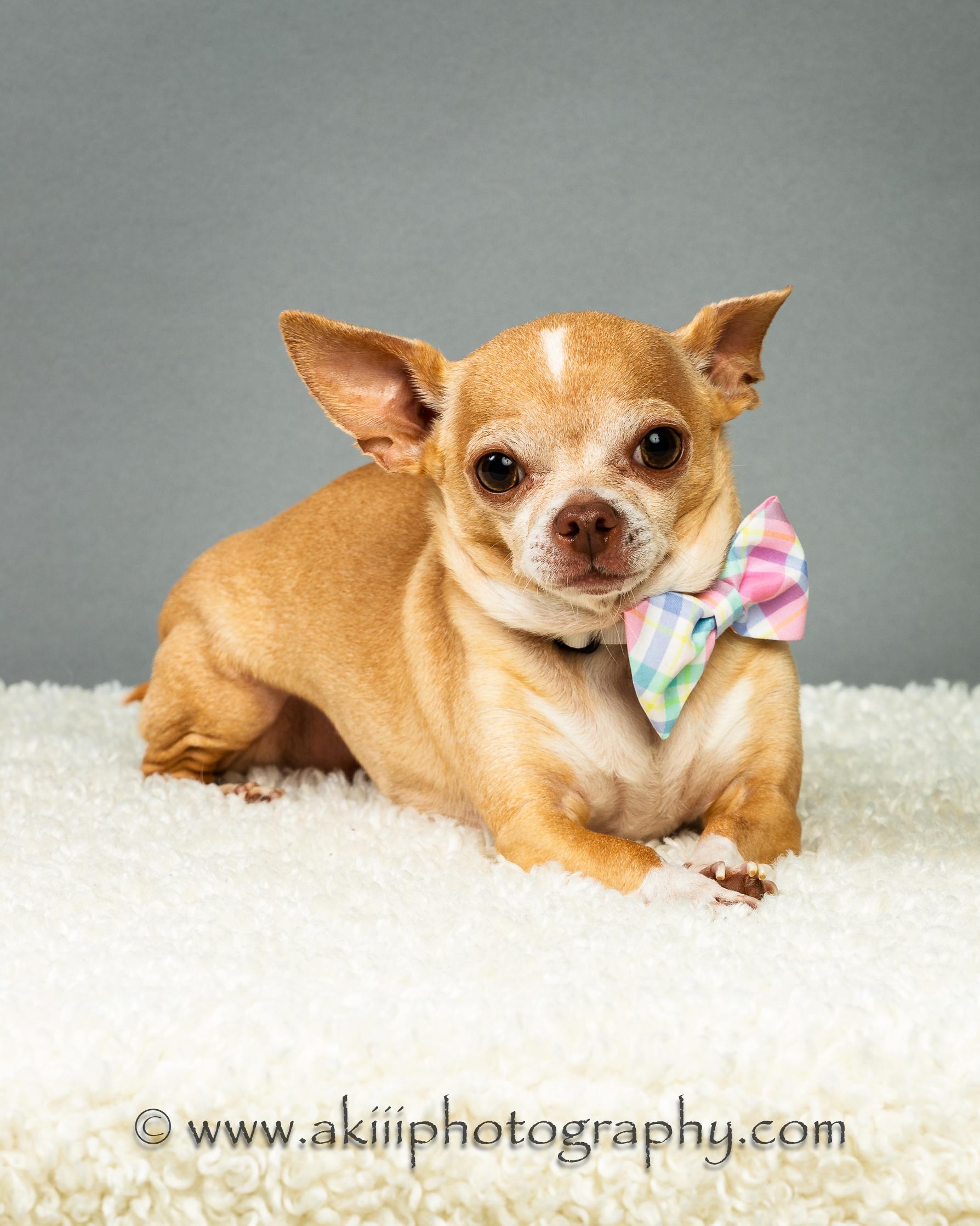 Enlarge Patrick - Experienced Adopter Recommended, a ADOPTABLE Chihuahua in Plano, TX image 6/6