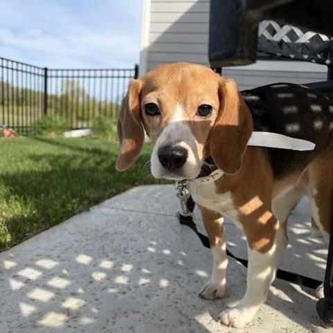 Lola, Adoptable, Adult Female Beagle.