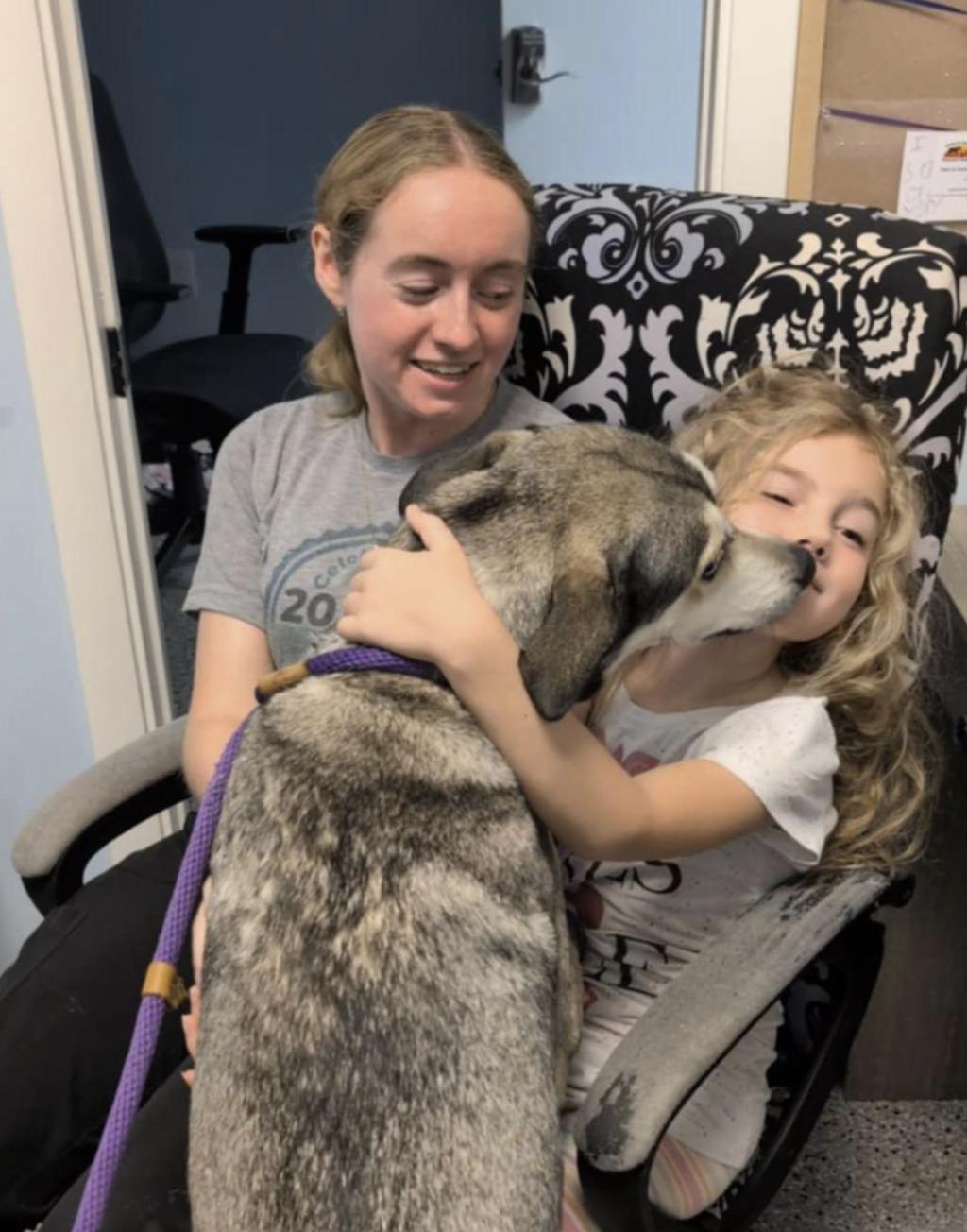 Roxxie - local gal, a Adoptable mixed breed in Andover, MA image 1/5