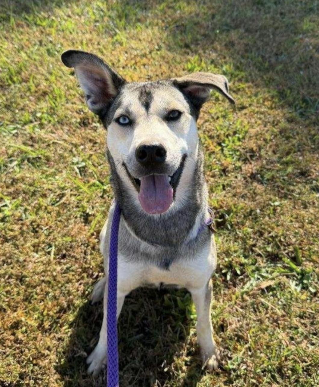 Roxxie - local gal, a Adoptable mixed breed in Andover, MA image 2/5