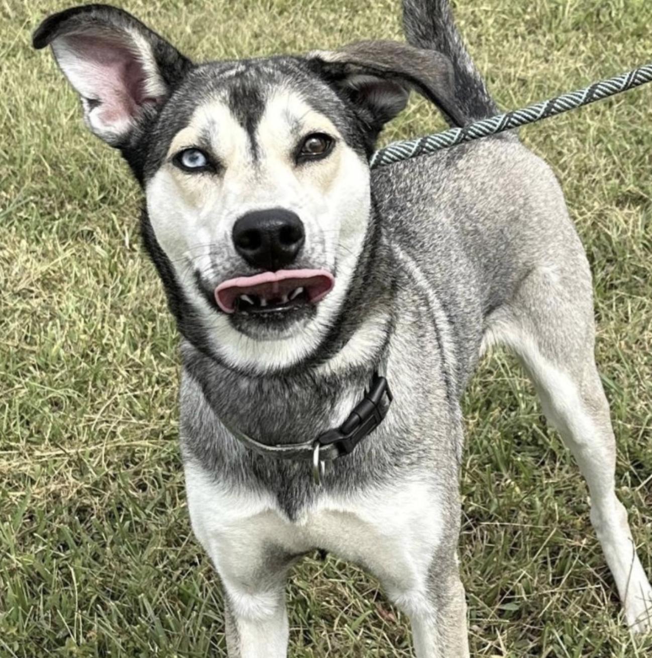 Roxxie - local gal, a Adoptable mixed breed in Andover, MA image 3/5