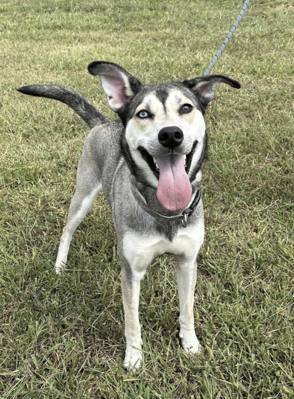 Roxxie - local gal, a Adoptable mixed breed in Andover, MA image 4/5