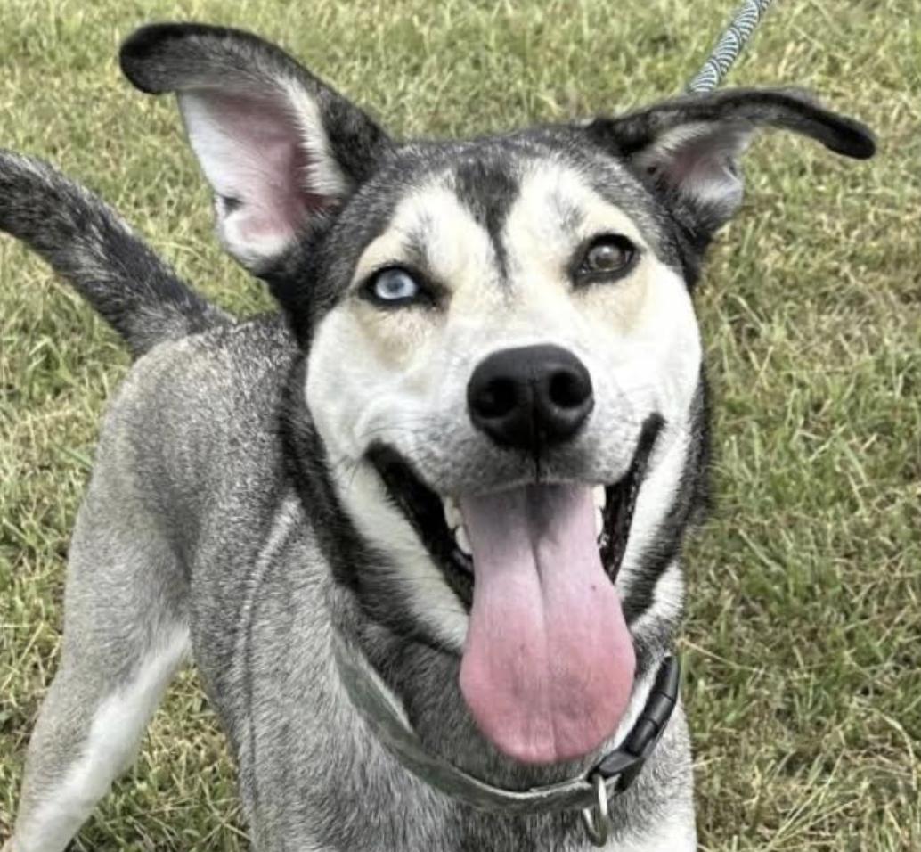 Roxxie - local gal, a Adoptable mixed breed in Andover, MA image 5/5