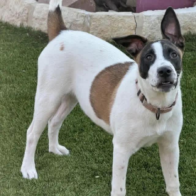 Enlarge Rosie , a Adoptable mixed breed in renton, WA image 1/6