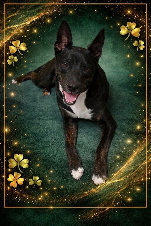 Enlarge Onyx, a Adopted Australian Shepherd in Fort Wayne, IN image 3/3