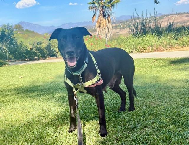 Enlarge Wendy, a Adoptable Labrador Retriever in Mission Viejo, CA image 3/3