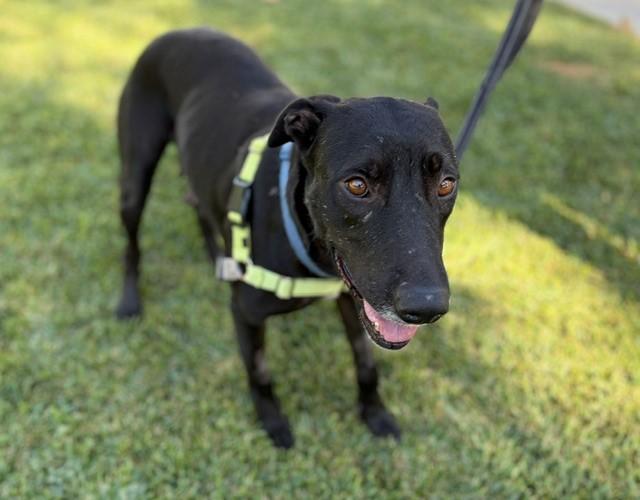 Wendy, Adoptable, Adult Female Labrador Retriever.
