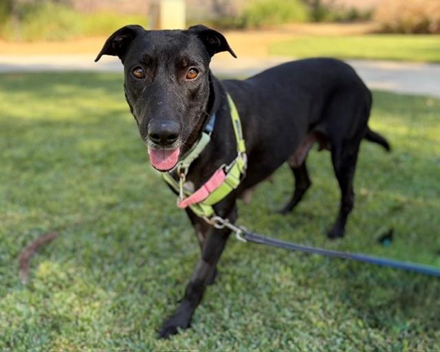 Enlarge Wendy, a Adoptable Labrador Retriever in Mission Viejo, CA image 2/3