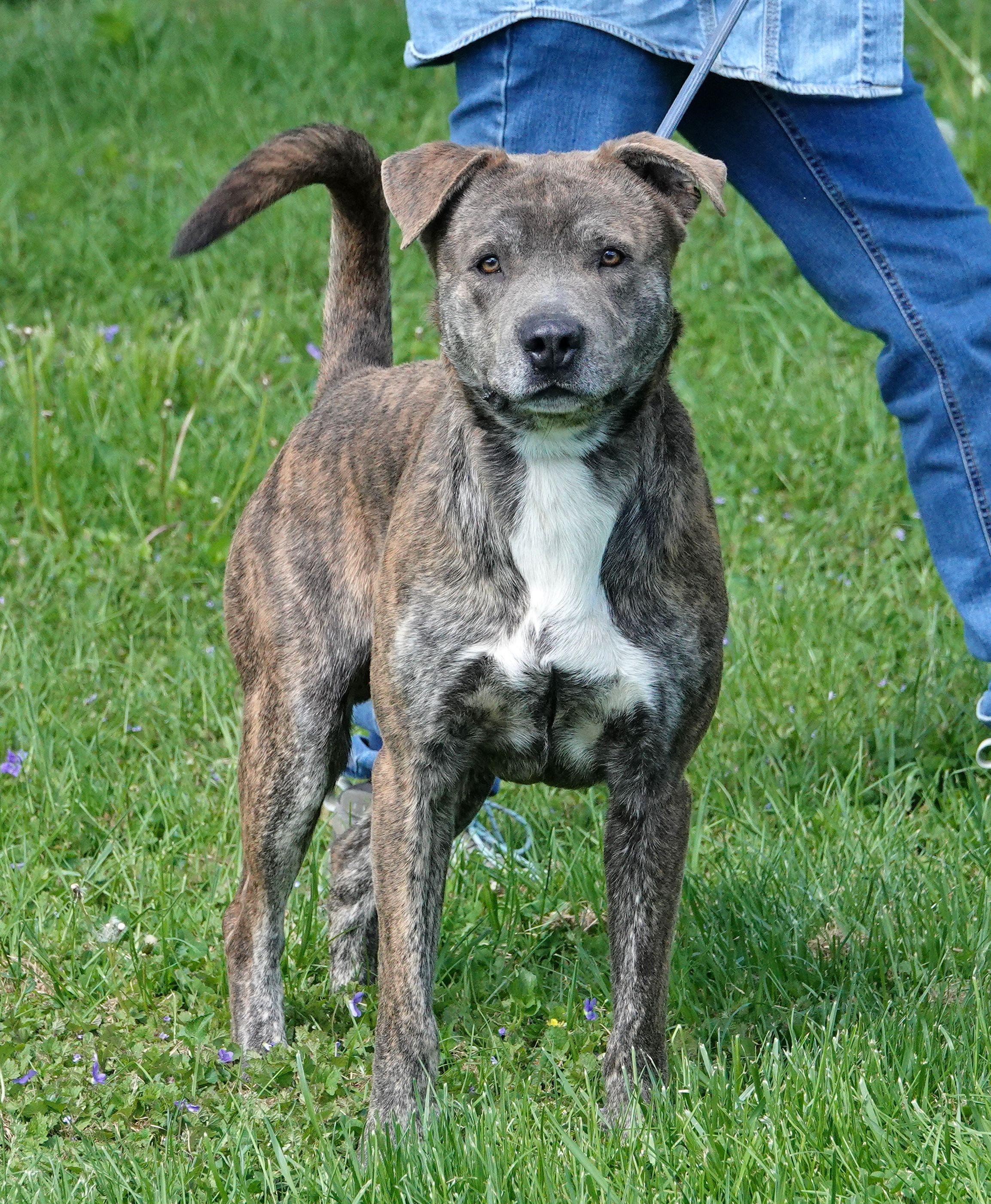 Enlarge Salem, a ADOPTABLE Mixed Breed in Millfield, OH image 3/4