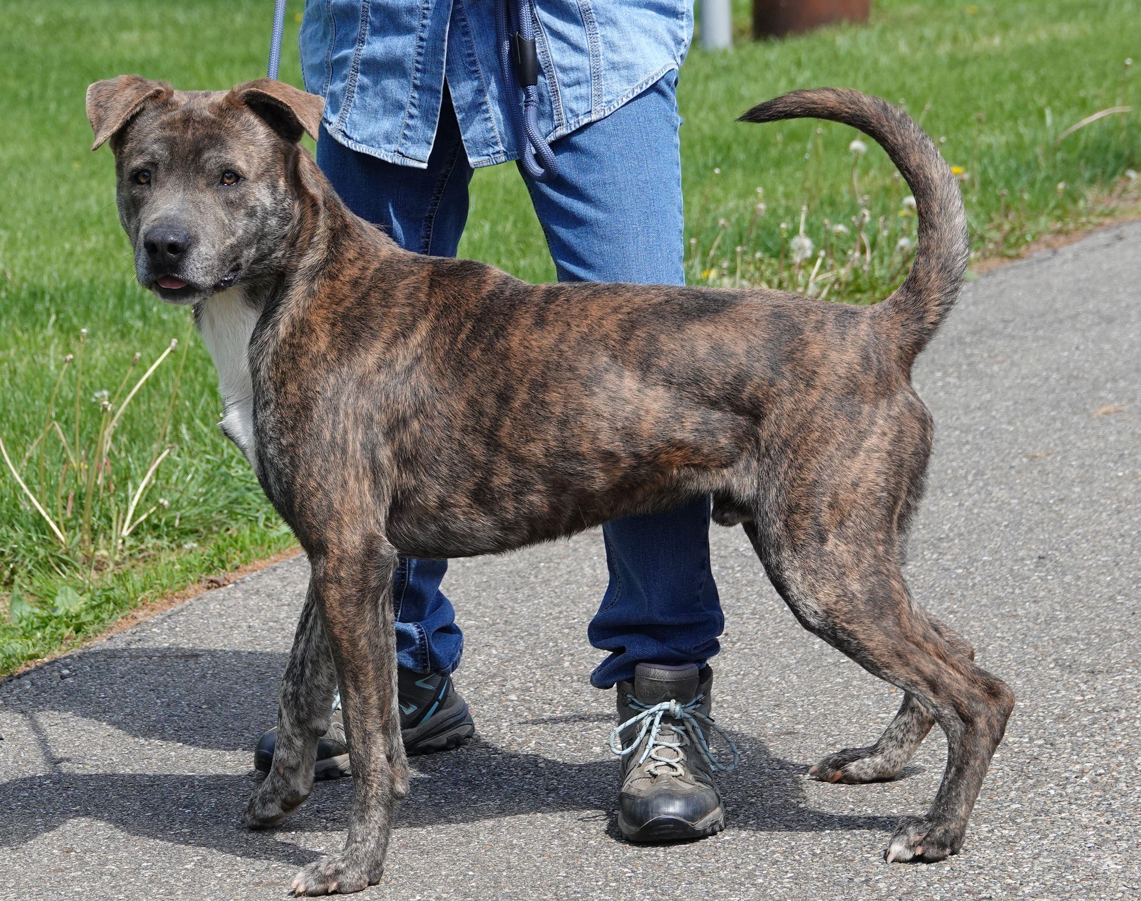 Enlarge Salem, a ADOPTABLE Mixed Breed in Millfield, OH image 4/4