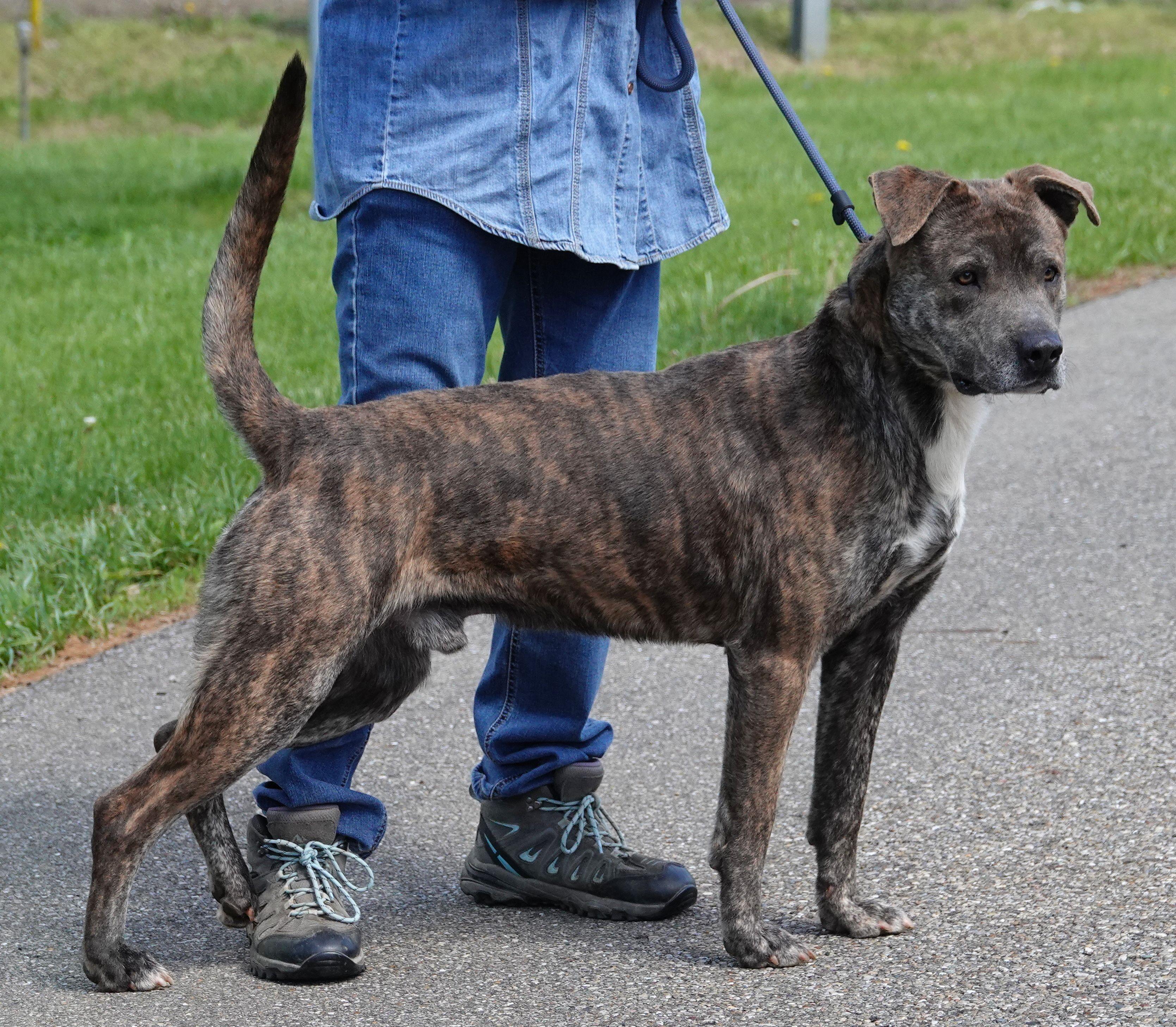 Enlarge Salem, a ADOPTABLE Mixed Breed in Millfield, OH image 2/4