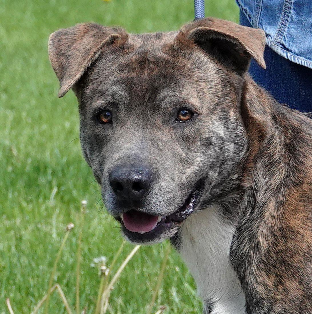 Enlarge Salem, a ADOPTABLE Mixed Breed in Millfield, OH image 1/4