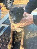 Enlarge Wesley, a Adoptable mixed breed in Madras, OR image 1/1