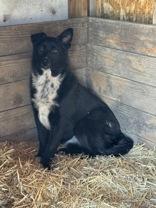 Enlarge Wesley, a Adoptable mixed breed in Madras, OR image 2/4