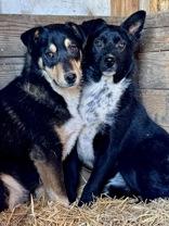 Enlarge Wesley, a Adoptable mixed breed in Madras, OR image 3/4