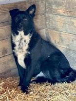 Enlarge Wesley, a Adoptable mixed breed in Madras, OR image 1/4