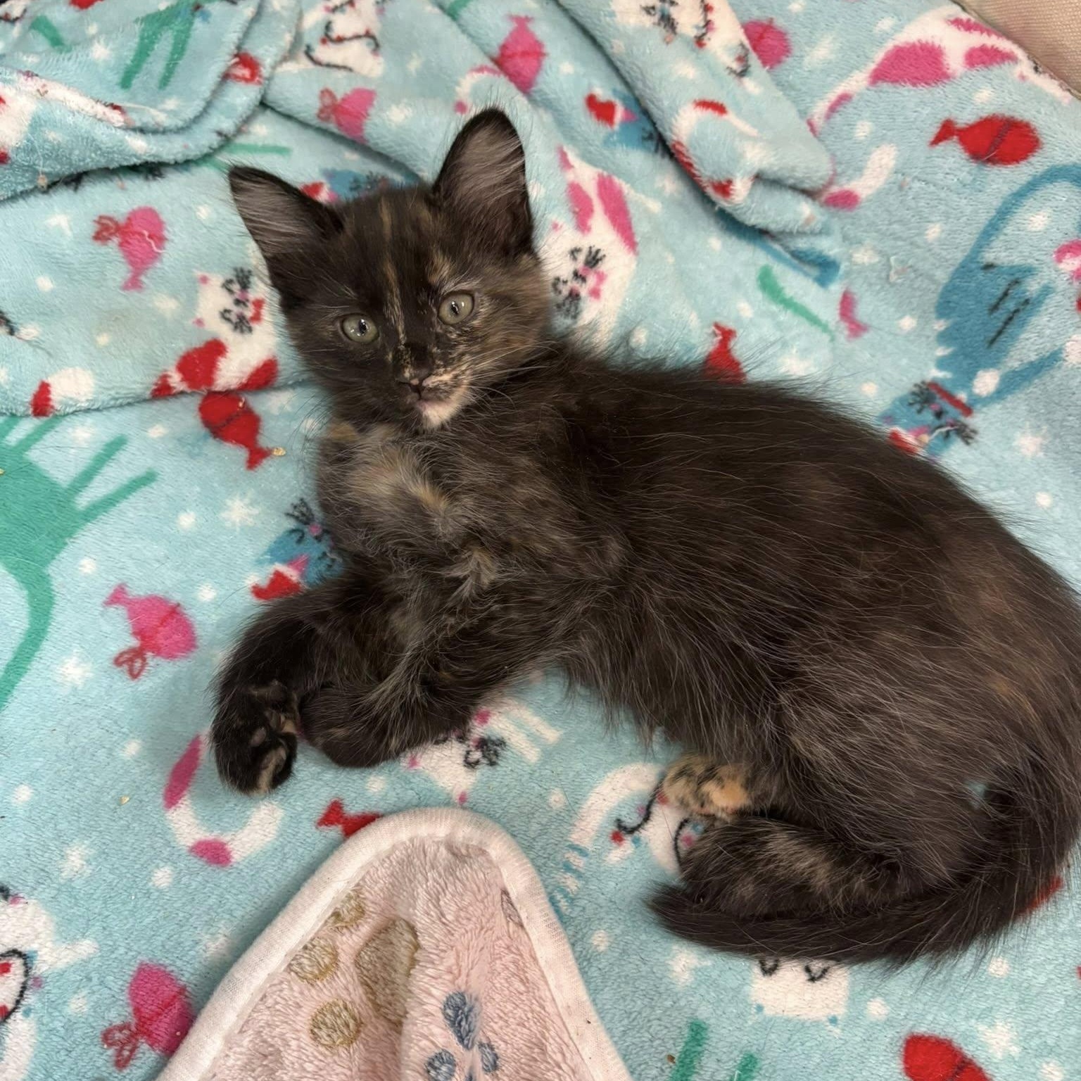 Enlarge Opal, a ADOPTABLE Domestic Short Hair in Queen Creek, AZ image 3/5