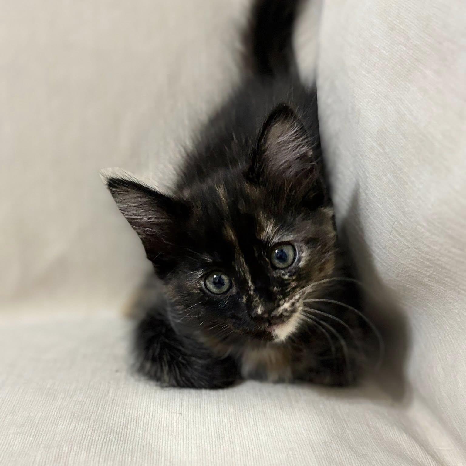 Enlarge Opal, a ADOPTABLE Domestic Short Hair in Queen Creek, AZ image 2/5