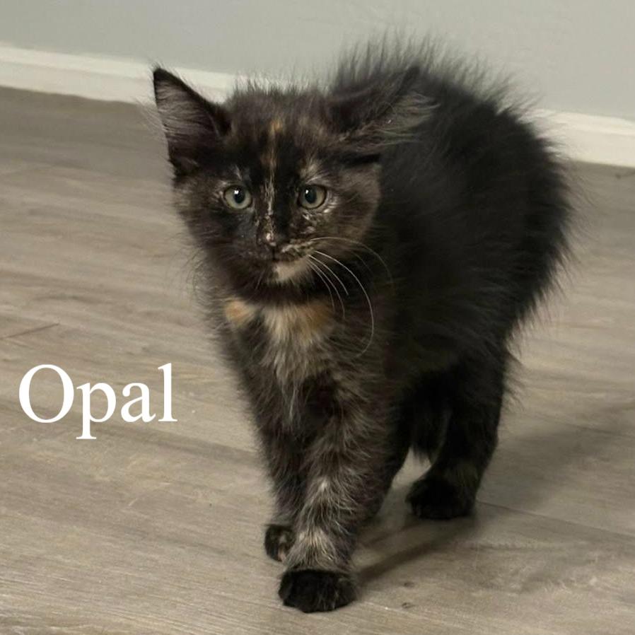 Enlarge Opal, a ADOPTABLE Domestic Short Hair in Queen Creek, AZ image 5/5