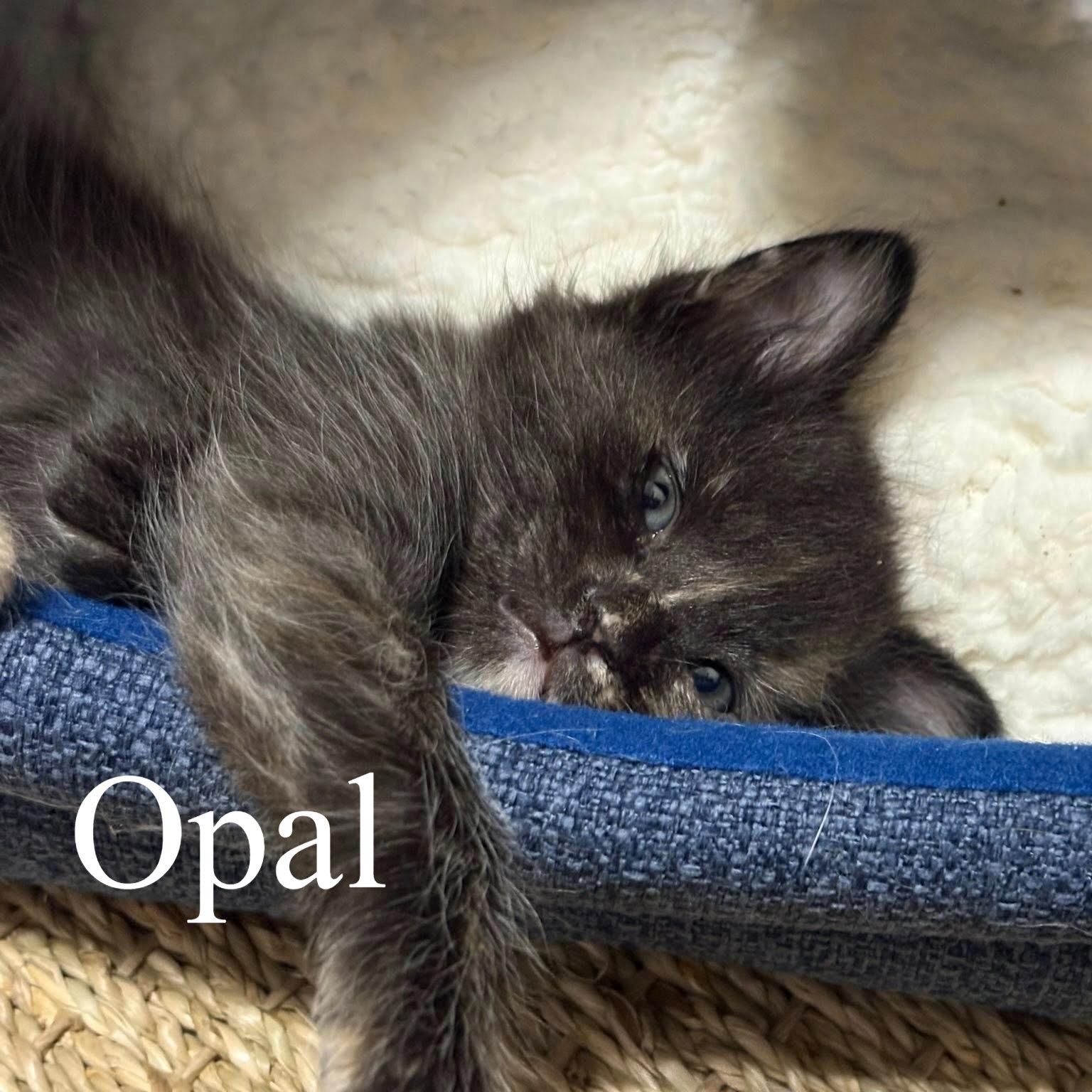 Enlarge Opal, a ADOPTABLE Domestic Short Hair in Queen Creek, AZ image 4/5