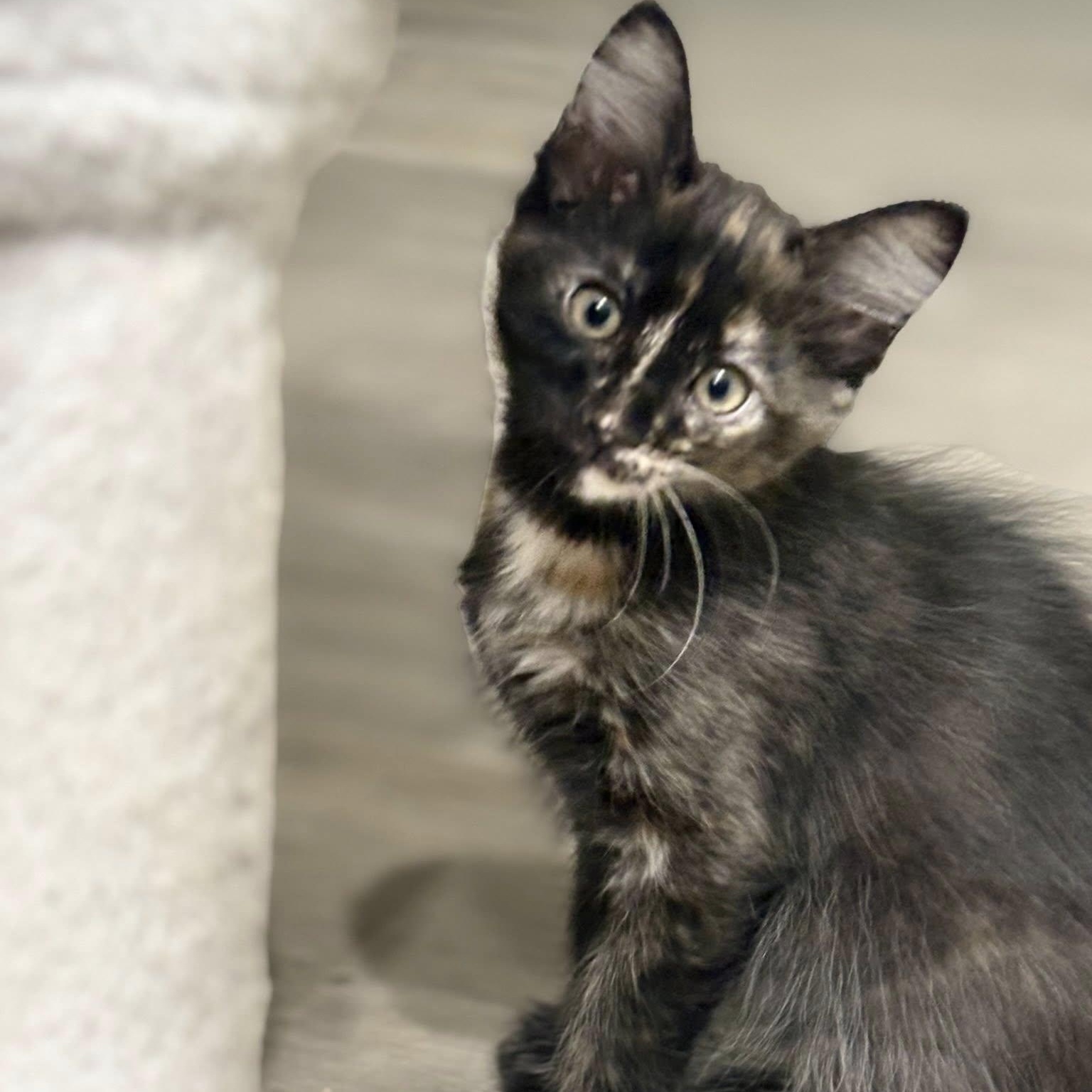 Enlarge Opal, a ADOPTABLE Domestic Short Hair in Queen Creek, AZ image 1/5