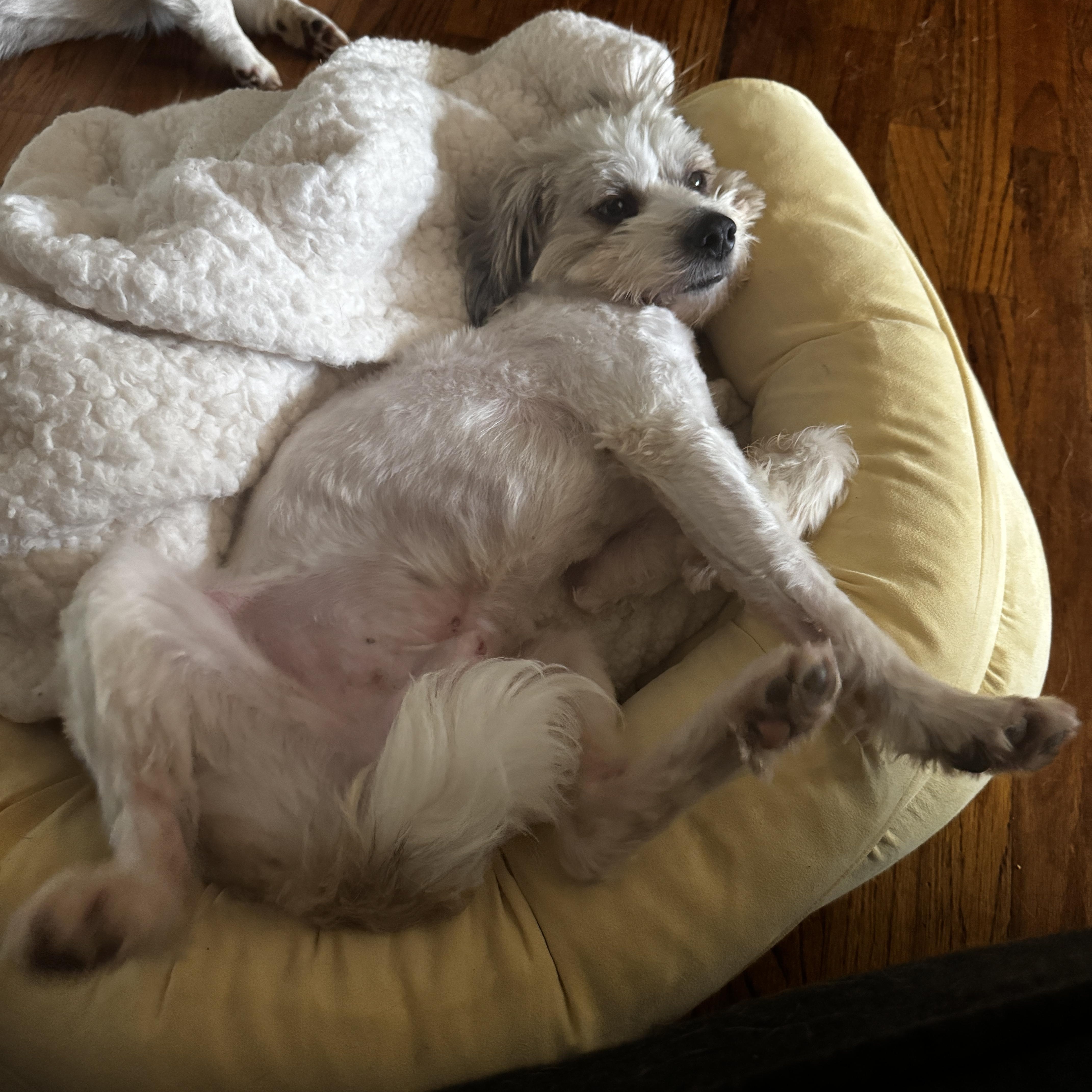 Enlarge Teddy Bear, an adopted mixed breed in Greenville, SC image 6/6