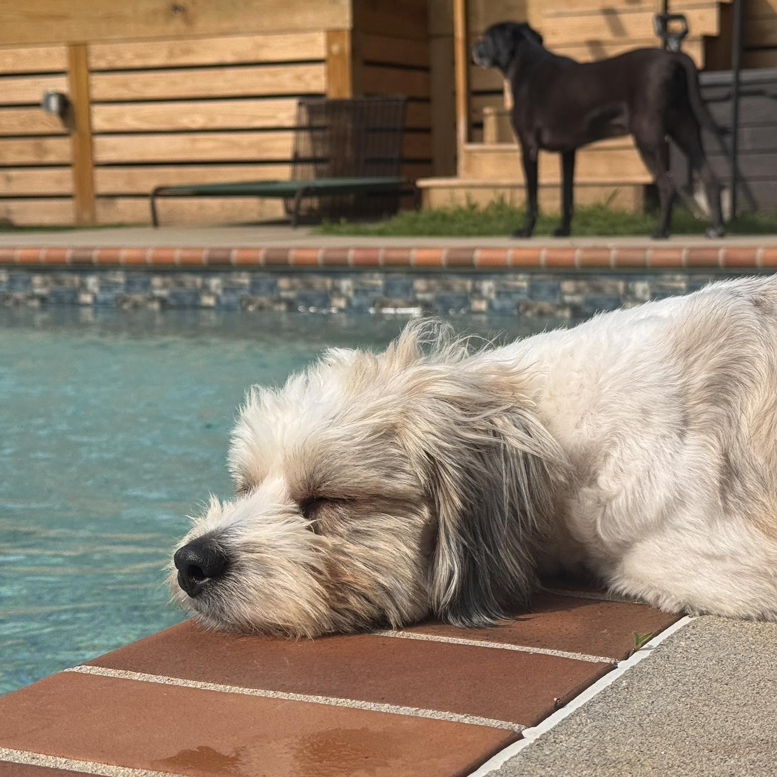 Enlarge Teddy Bear, an adopted mixed breed in Greenville, SC image 2/6