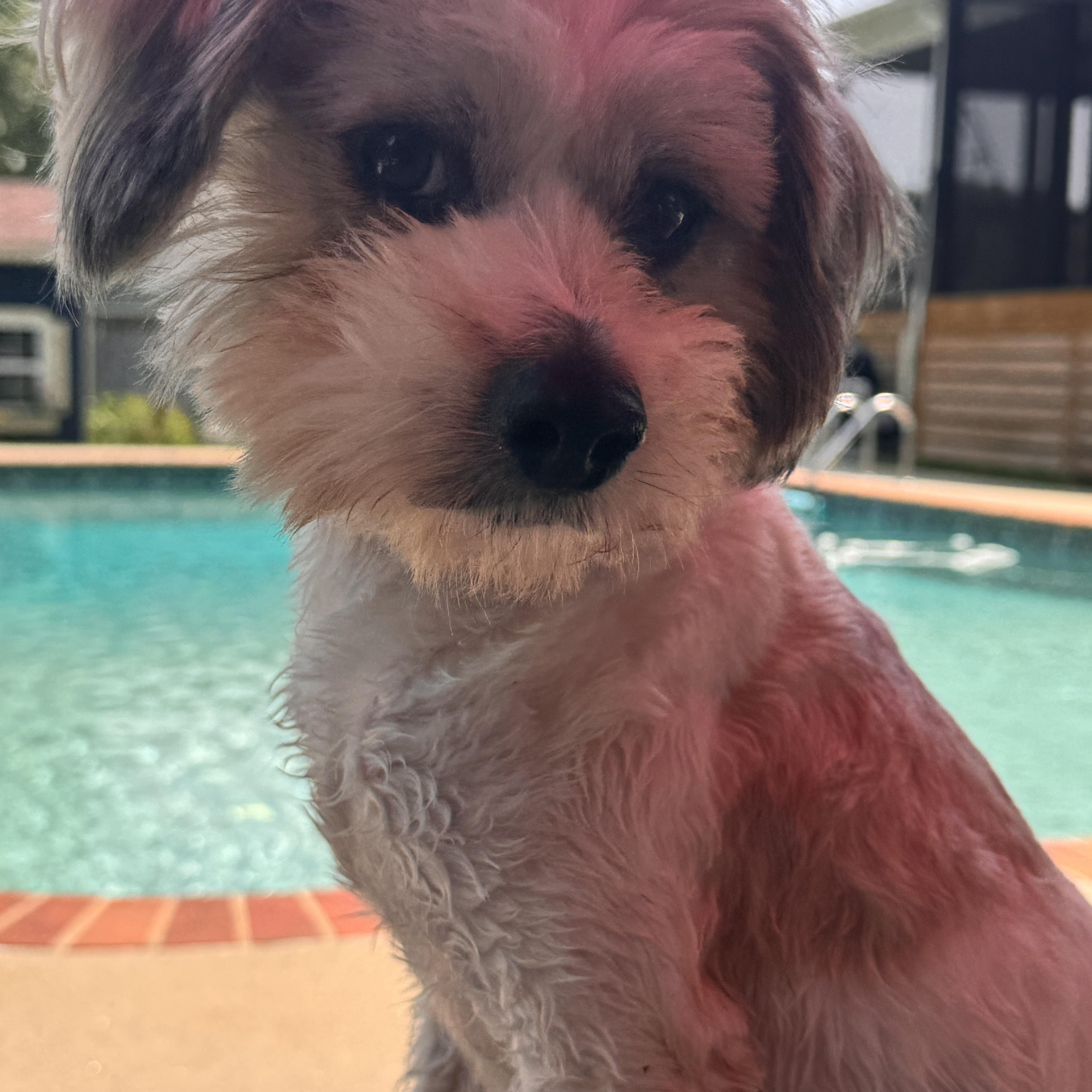 Teddy Bear, adopted, Young Male Havanese & Tibetan Terrier.