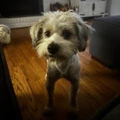 Enlarge Teddy Bear, an adopted mixed breed in Greenville, SC image 4/6