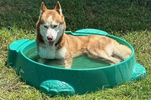 Enlarge Drifter, a Adoptable Siberian Husky in Anniston, AL image 3/6