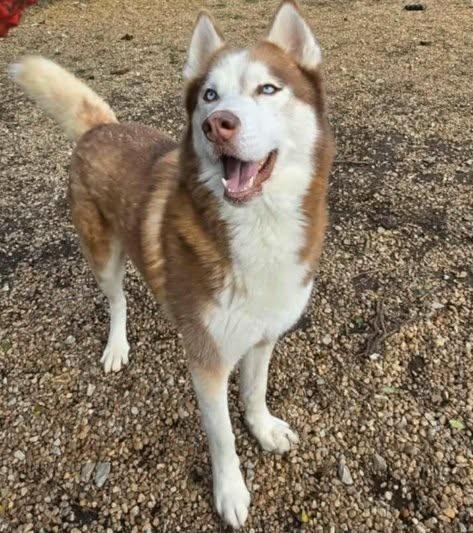 Enlarge Drifter, a Adoptable Siberian Husky in Anniston, AL image 6/6