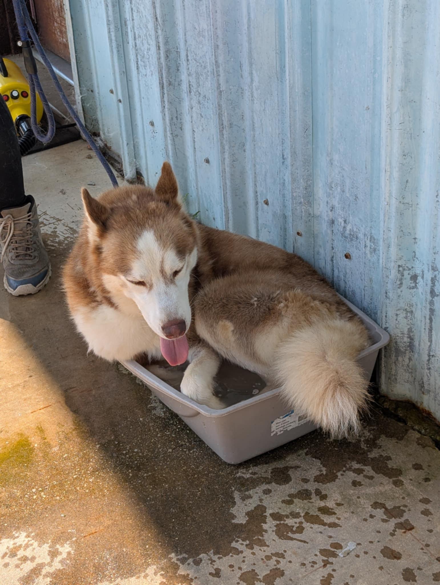 Enlarge Drifter, a Adoptable Siberian Husky in Anniston, AL image 5/6