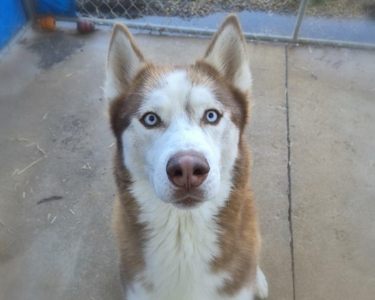 Enlarge Drifter, a Adoptable Siberian Husky in Anniston, AL image 1/6