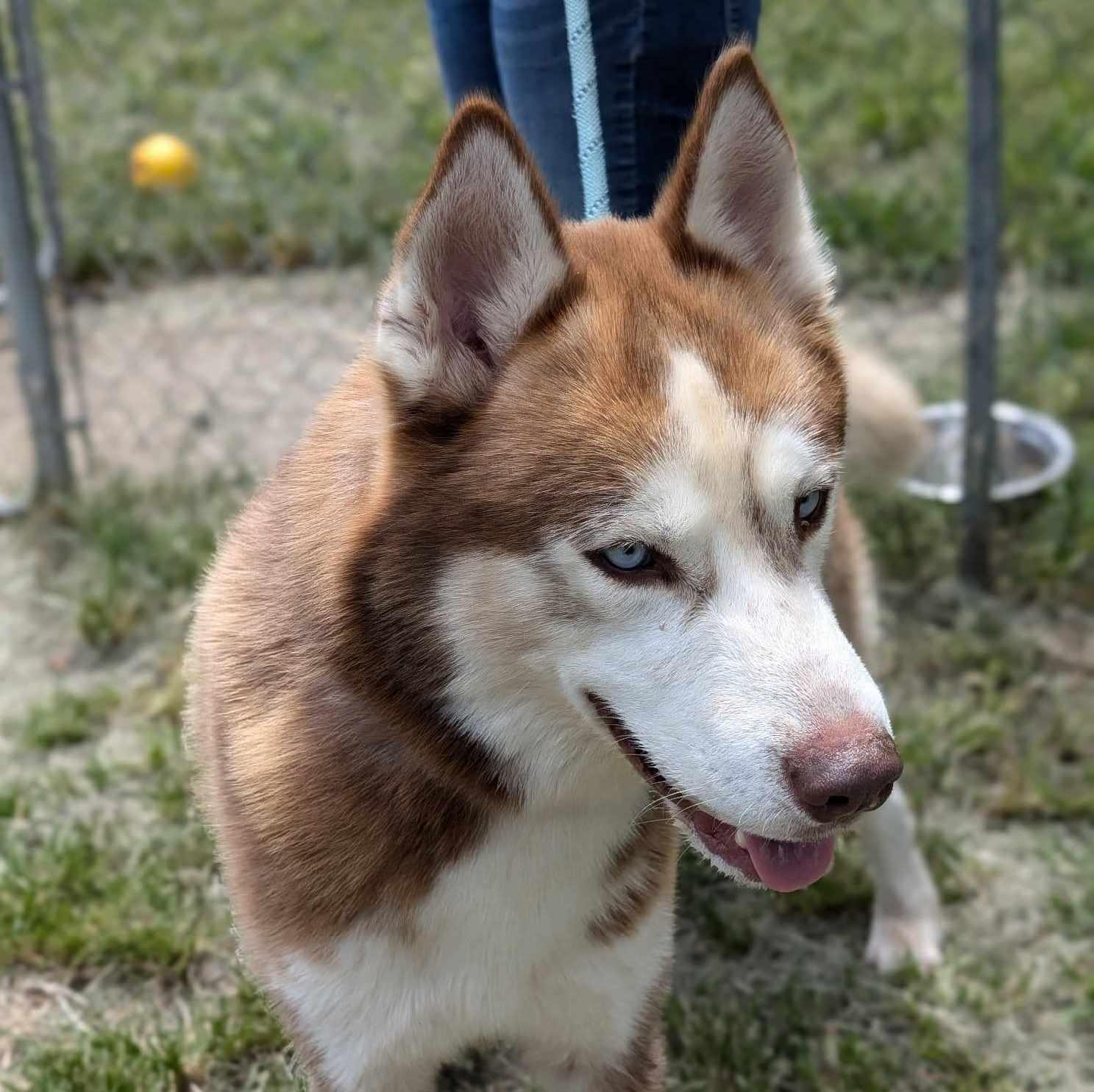 Drifter, Adult Male Siberian Husky