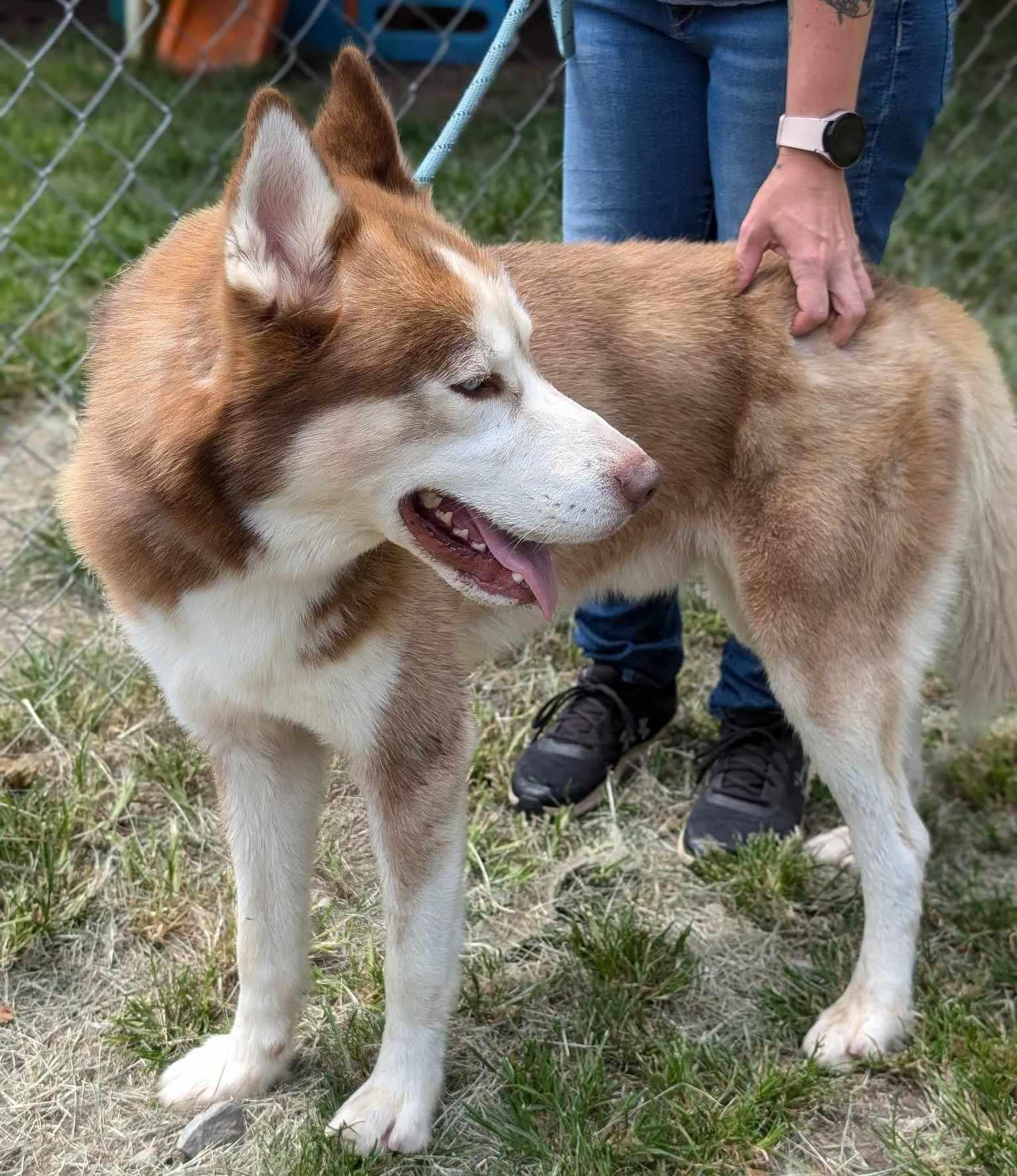 Enlarge Drifter, a Adoptable Siberian Husky in Anniston, AL image 4/6