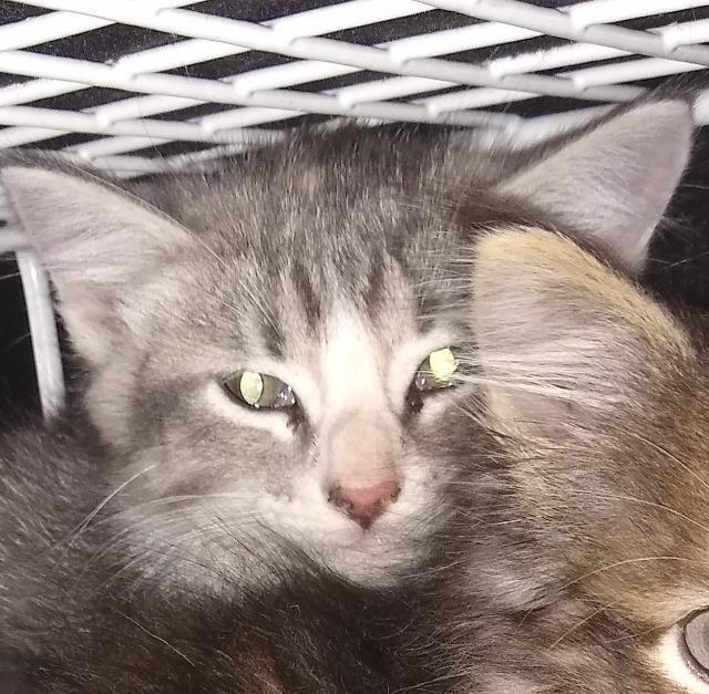 Cosima, a Adopted mixed breed in Saint Paul, MN image 1/2