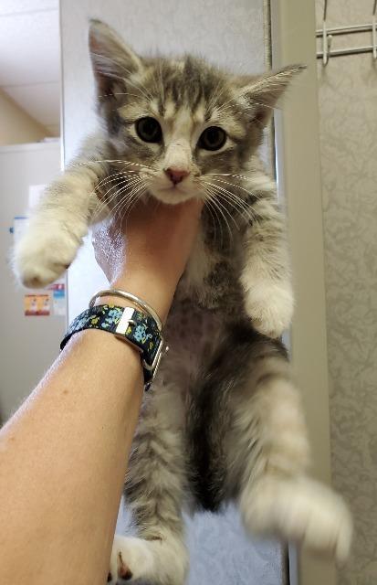 Cosima, a Adopted mixed breed in Saint Paul, MN image 2/2