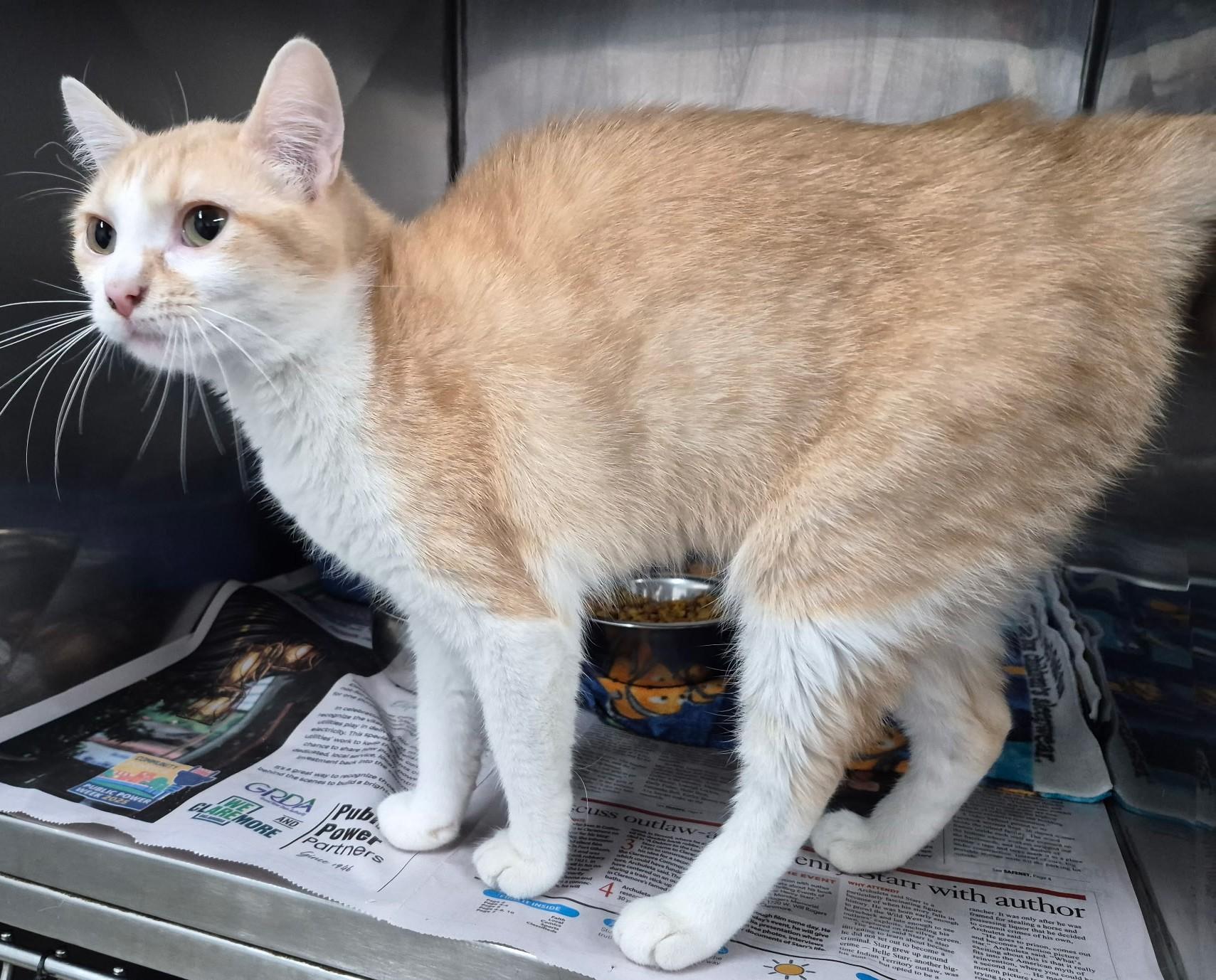 Enlarge VALERIE, a ADOPTABLE mixed breed in Claremore, OK image 2/2