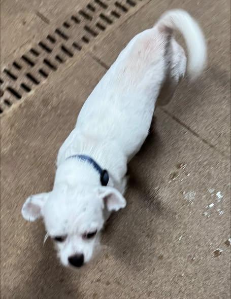 Evie Rose, ADOPTABLE, Adult Female Shih Tzu & Chihuahua.