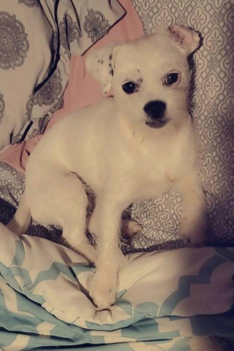 Enlarge Evie Rose, a ADOPTABLE mixed breed in Matthews, NC image 2/4