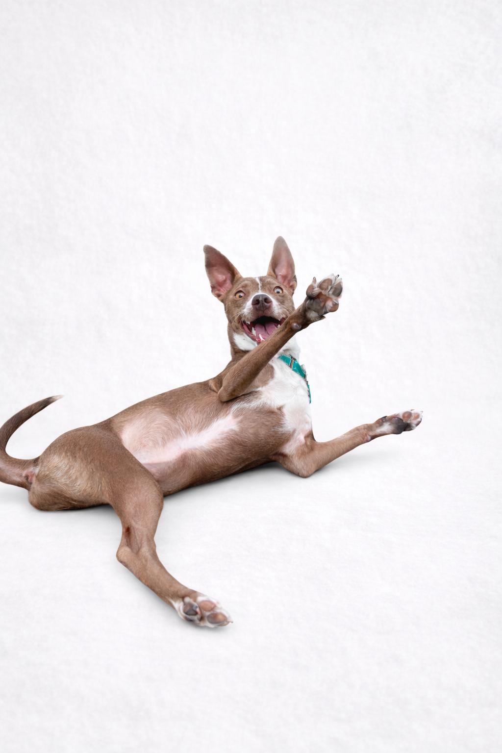 Enlarge Timmy, a Adoptable mixed breed in Scottsdale, AZ image 2/6