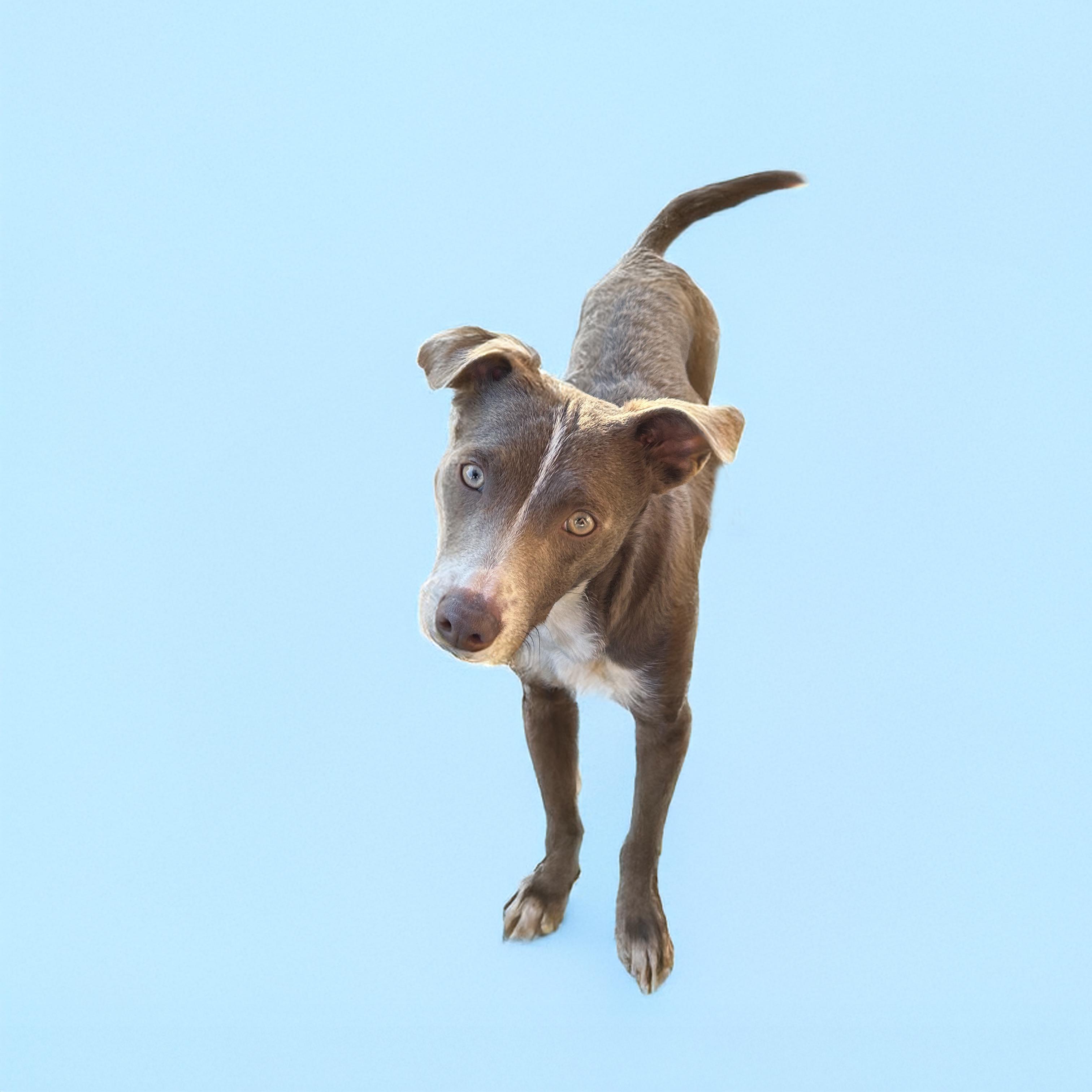 Enlarge Timmy, a Adoptable mixed breed in Scottsdale, AZ image 2/2