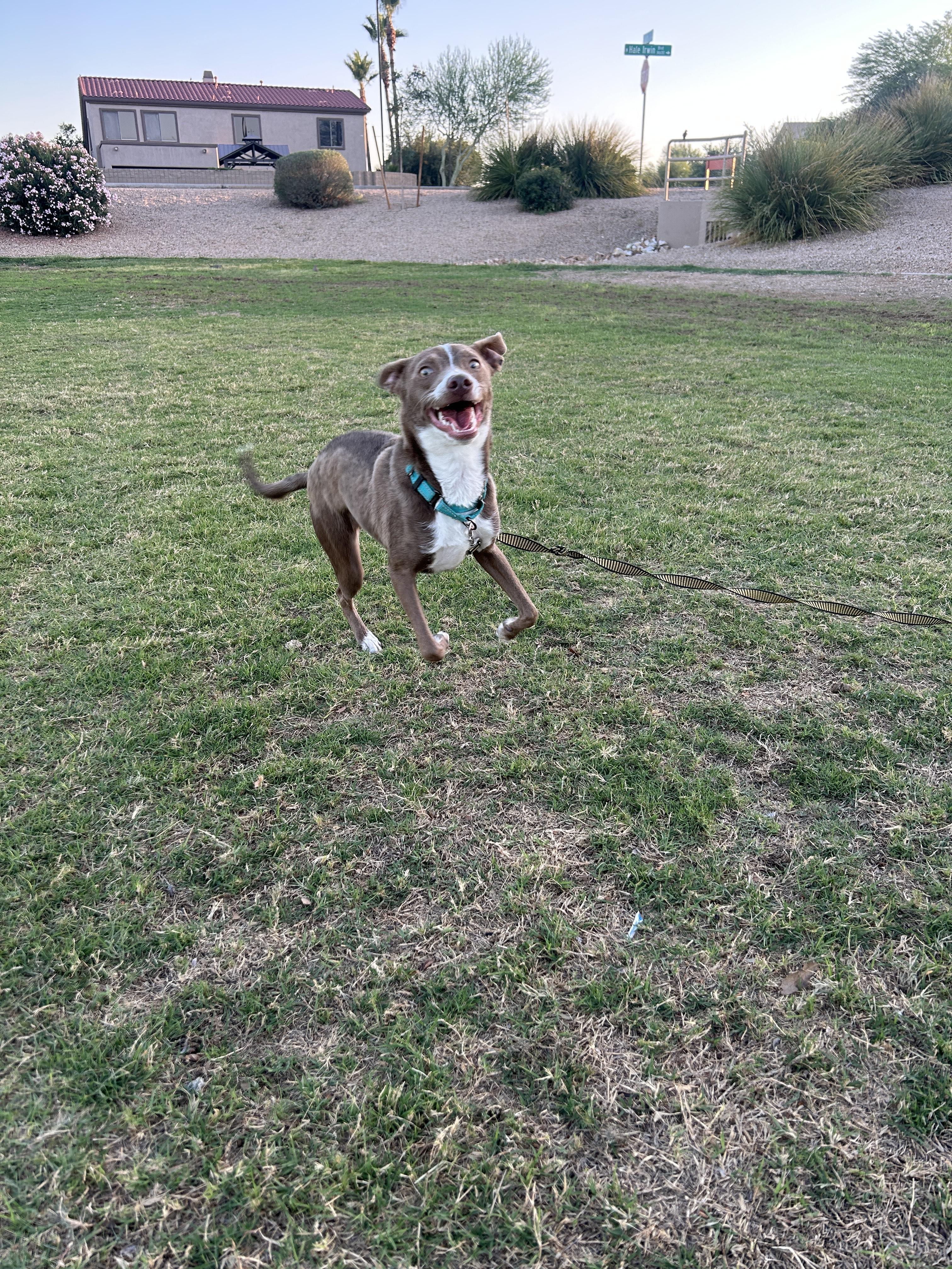 Enlarge Timmy, a Adoptable mixed breed in Scottsdale, AZ image 5/6