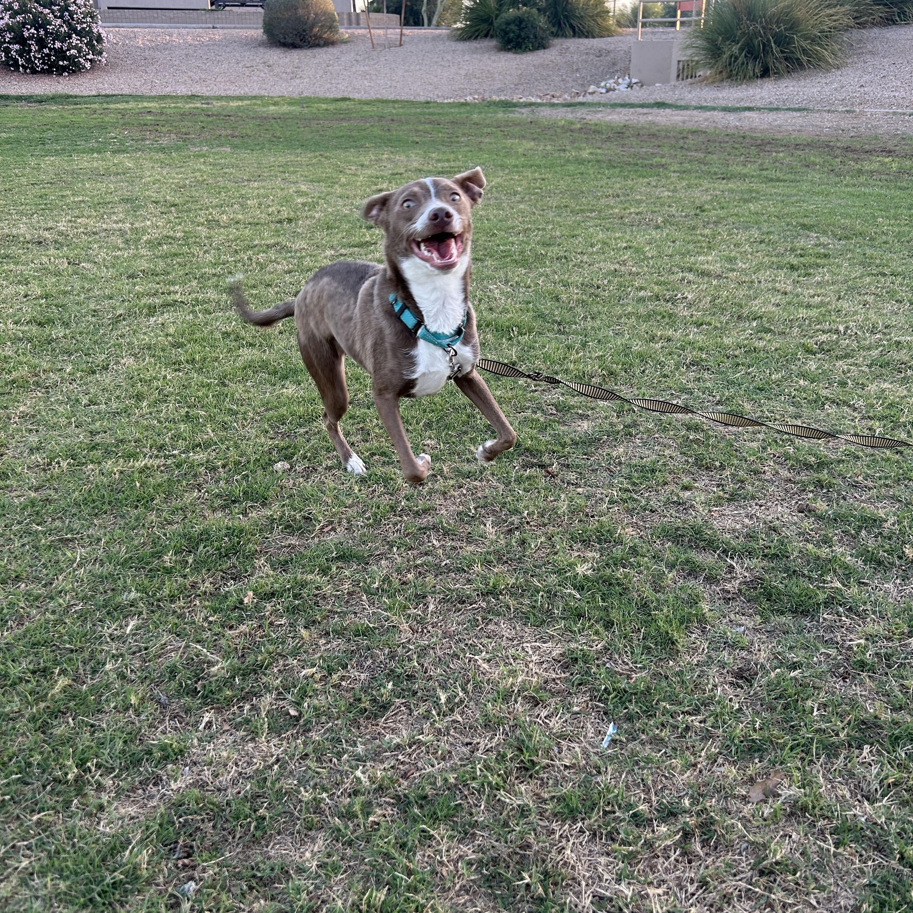Timmy, a Adoptable mixed breed in Scottsdale, AZ image 5/6