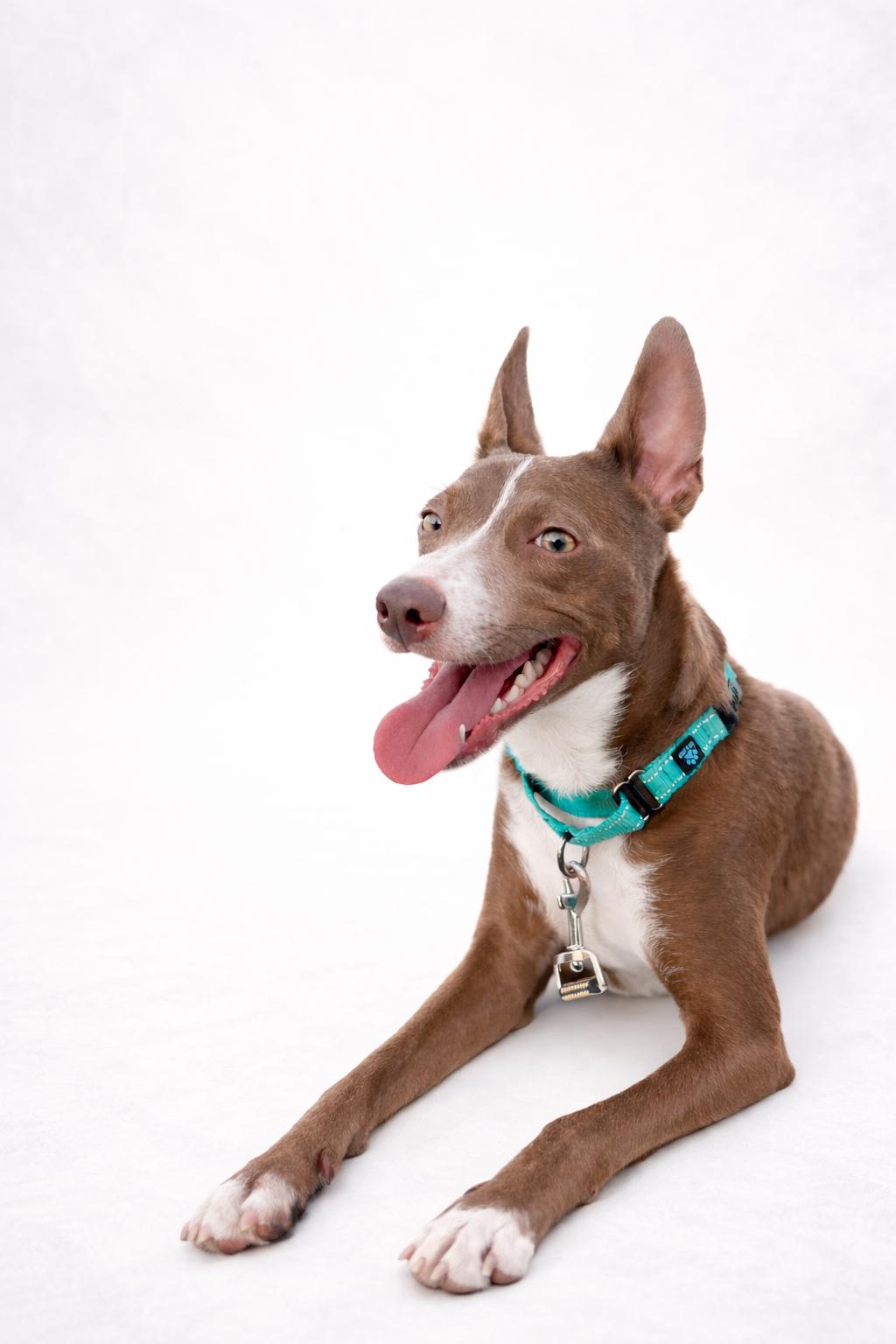 Timmy, Adoptable, Adult Male Chihuahua.