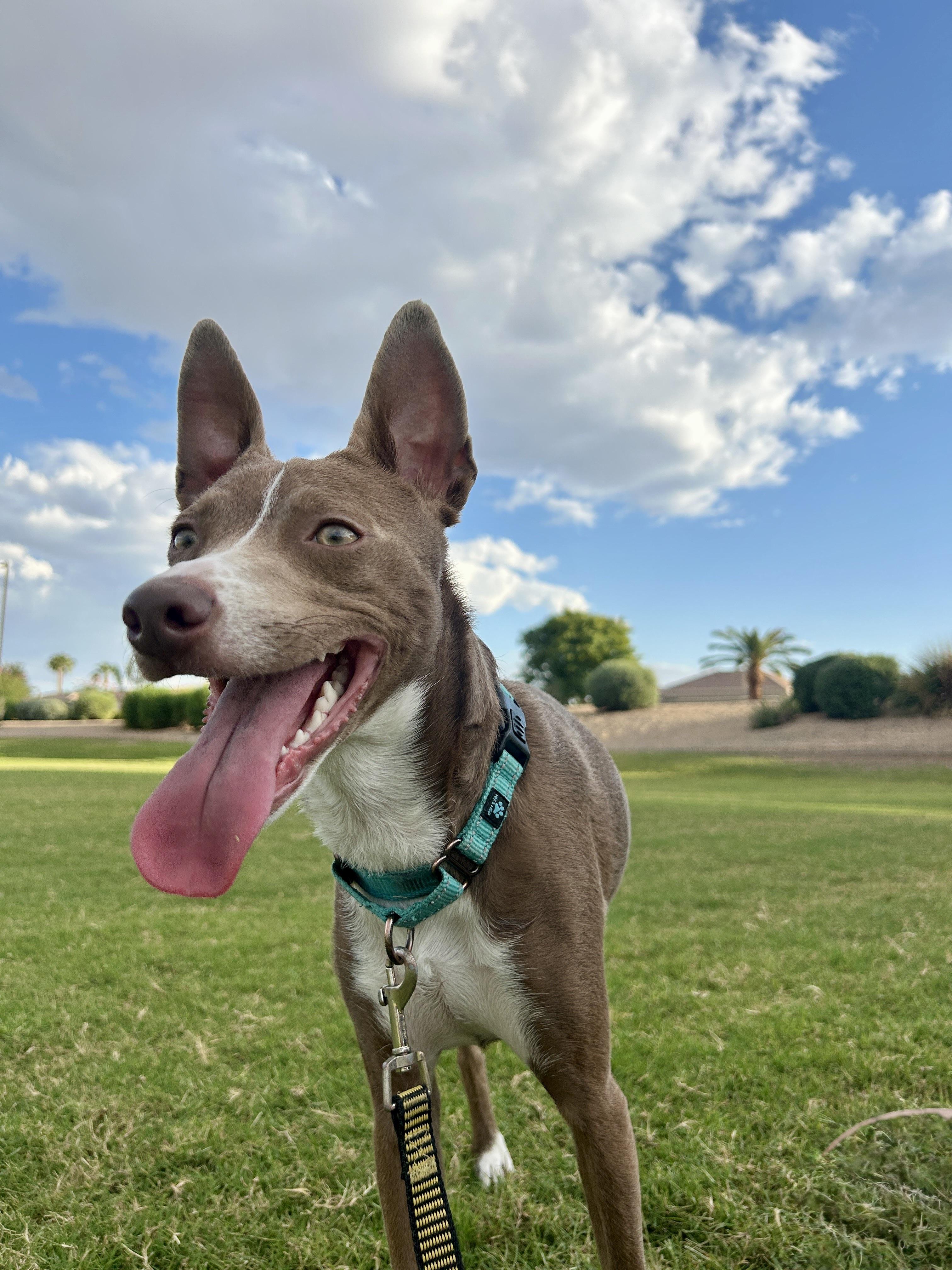 Enlarge Timmy, a Adoptable mixed breed in Scottsdale, AZ image 3/6
