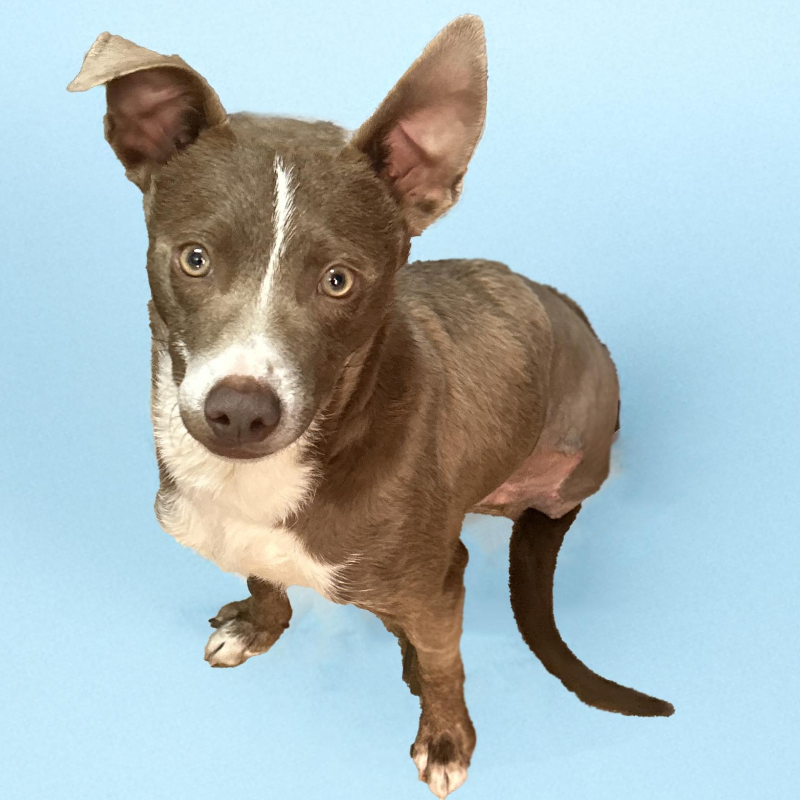 Timmy, Adoptable, Young Male Chihuahua.